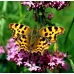Comma larvae c-album 10 larvae
